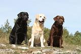 LABRADOR 053